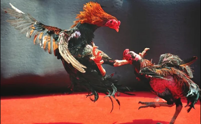 Tham gia cá cược đá gà siêu chiến